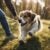 Dog running on a leash